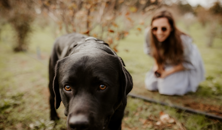 Truffle Hunt Dog